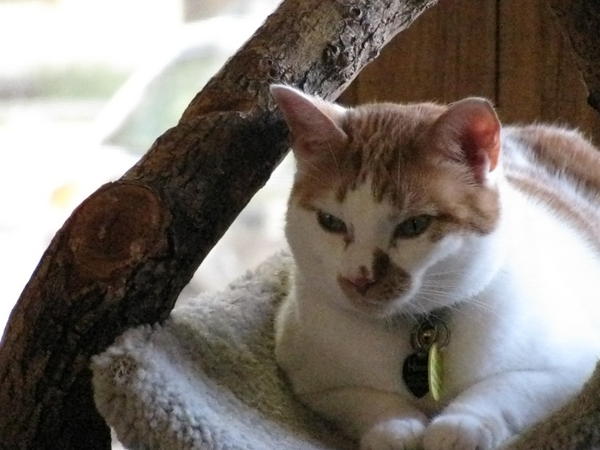 Hazard (aka Twitchy) DOB 9/2003