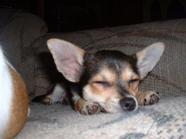 MY LIL MOJO