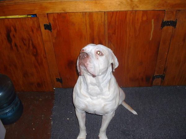 MY DOZER