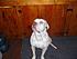 MY DOZER