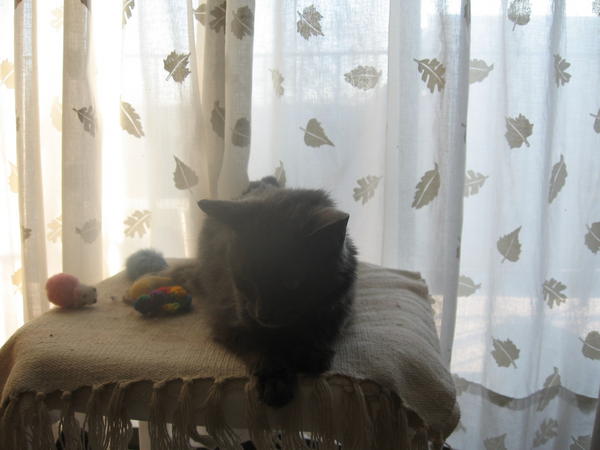 New photo of Cassie, 11/21/09 - no flash I guess