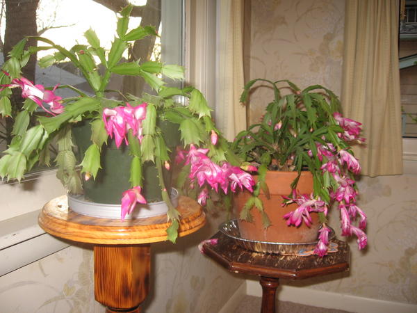 11/21/09.  My dad's Christmas cactuses bloomed this past week.
