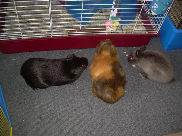 Toby (Black guinea pig) Chopper (orangish guineapig) and Benny (previous petoftheday and Netherlands Dwarf Rabbit)
