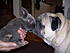 Benny (Rabbit) Rocko (Pug)