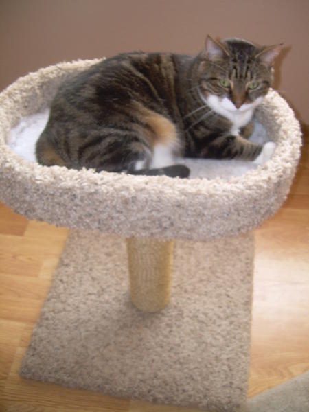 Taby