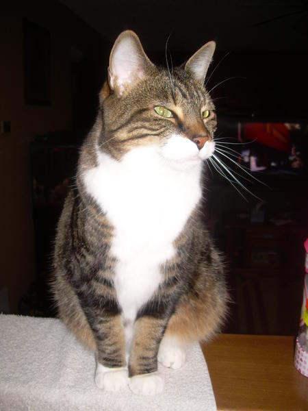 Taby