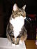 Taby