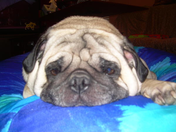 Rocko