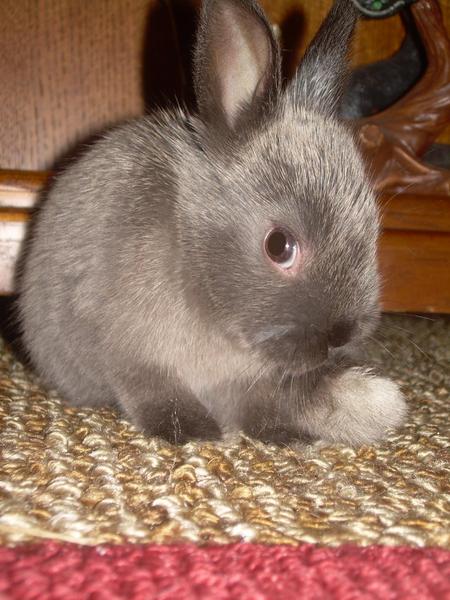 Benny