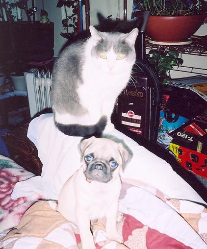 Rocko as a puppy 

Friskey, passed away years ago:'(