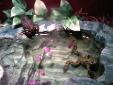Lucky (Brown firebelly frog with 3 legs) 
and Sami (green firebelly frog)