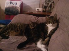 Princess and Taby(the one with the white chest)