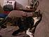 Princess and Taby(the one with the white chest)