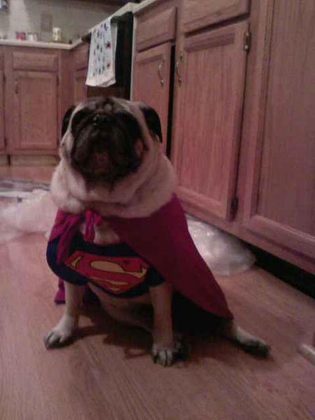 Rocko in his Halloween costume