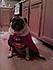 Rocko in his Halloween costume