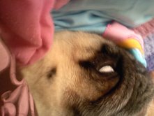 Evil Rocko