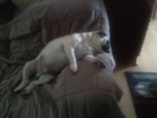 Rocko sleeping! (is he dead???)