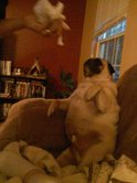 Rocko in trouble for eating toilet paper!
