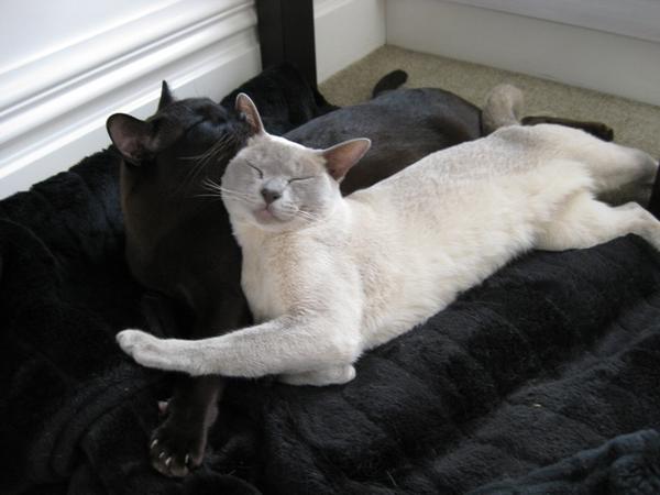 cutiepies 1