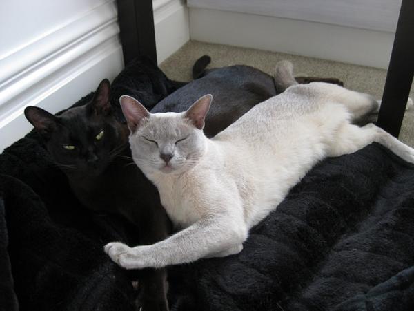 cutiepies 2
