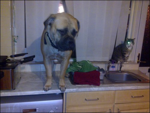 star thinking shes a cat