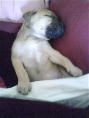 storm as a pup