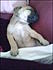 storm as a pup