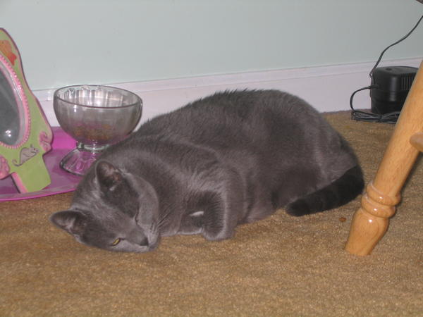 Asleep while guarding her food bowl.