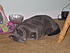 Asleep while guarding her food bowl.