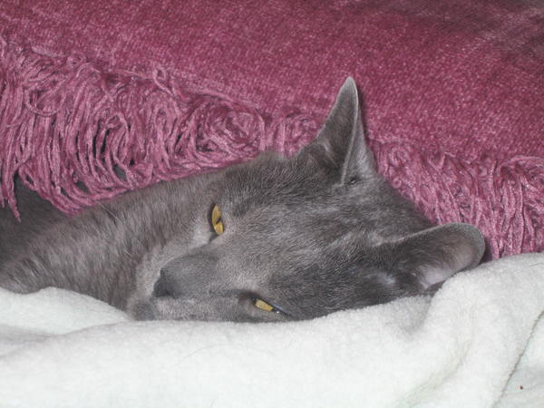 Under the covers
