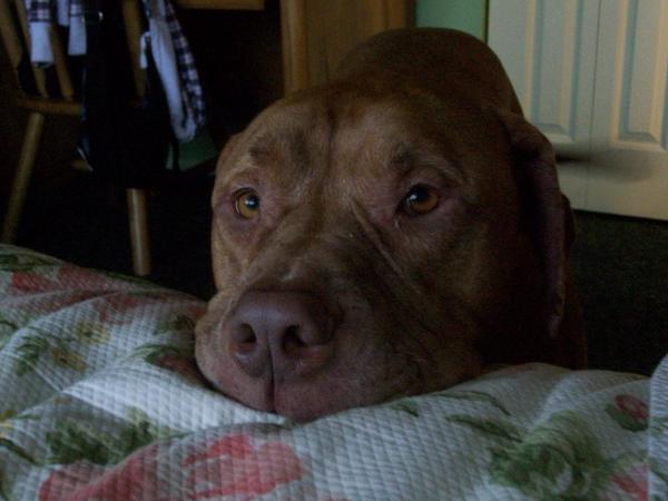 can I get on the bed, pleeeease??
