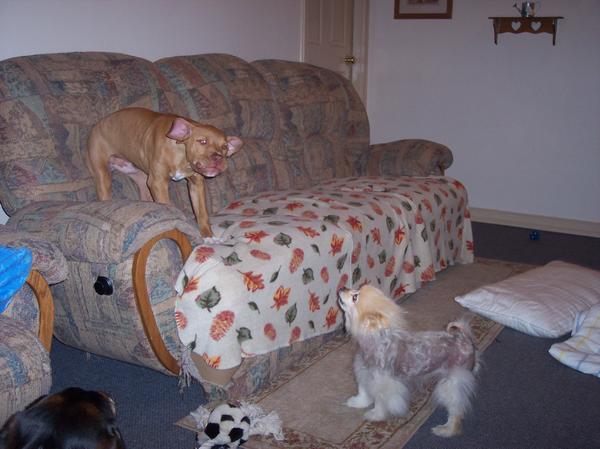 get away from my couch!!!