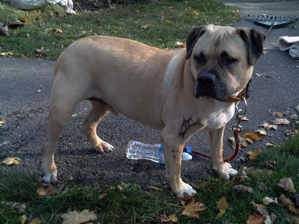 Champ rescued march 17, 2004