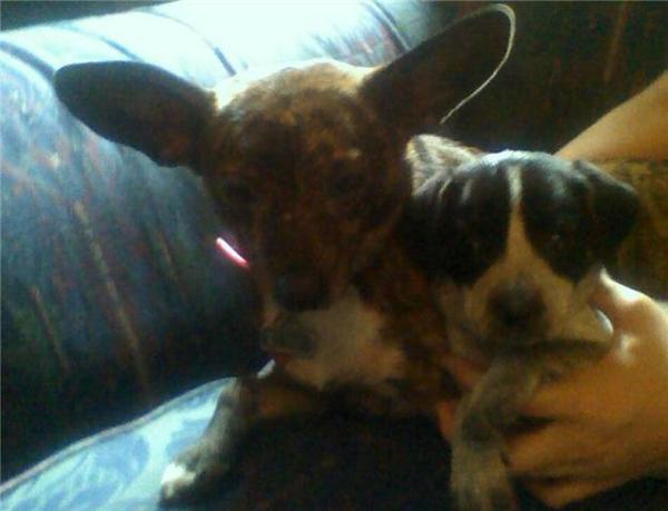 my parents chihuahua and ky.