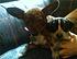 my parents chihuahua and ky.