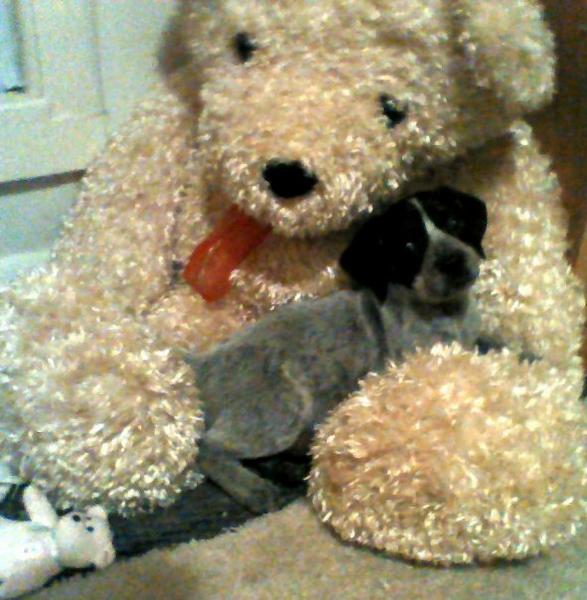 in October. she loves this bear.