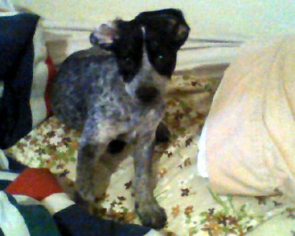 instead morning hair she has morning ears.