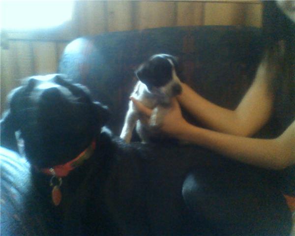 comparing how small she was to my parents big black lab.