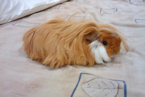this is cheesecake, he should be about 7 months old now :) my picky little piggie :)