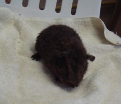 finally found a teddy guinea pig breeder, i will be picking her up around february 3 or 4 :)...  i think i'll name her lucia, not sure though, i still have  a month to decide, :)