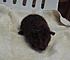 finally found a teddy guinea pig breeder, i will be picking her up around february 3 or 4 :)...  i think i'll name her lucia, not sure though, i...