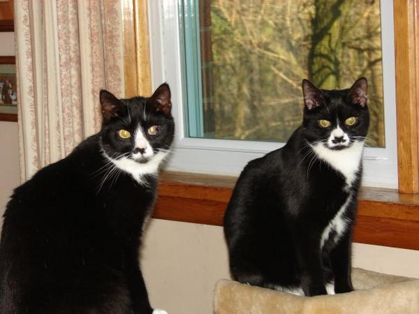 The Sisters: Molly in front, Kit in back, 2009