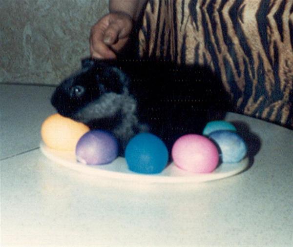 Piggy on the egg plate.  Every easter we'd do up an egg plate with the colored eggs.  After Piggy came into the home I realized the plate was just about guinea pig sized. lol