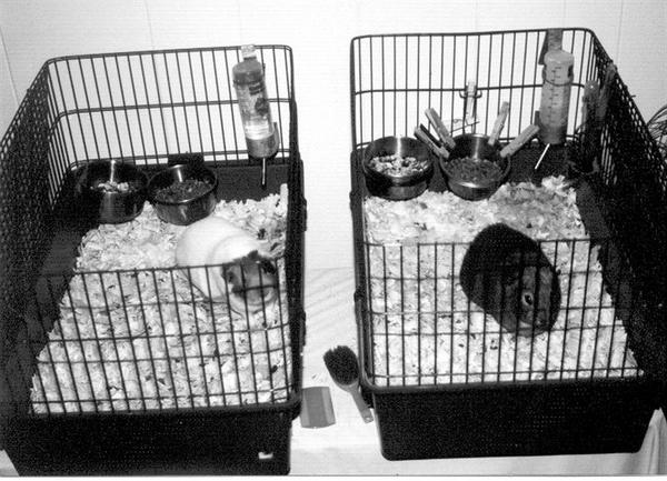 Sammy and Cinnamon cages.  I couldn't put them together or they'd fight, so I put the cages together.  After Cinnamon died, Sam would stand up at the edge of his cage and squeak for Cinnamon.  He missed his neighbor.  Notice the mass of clothespins on Sam's food bowl?  He constantly liked to get under that and give it a head butt throwing his pellets everywhere!  That was the only way I could keep the bowl in one place. lol