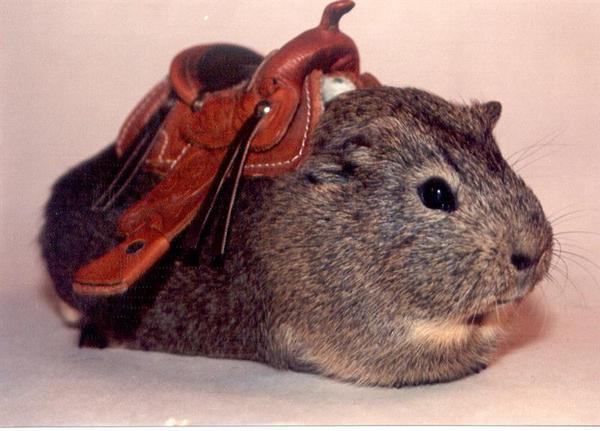 Sammy with a saddle.  Somewhere I have a picture of Piggy with this saddle on too.  It was a souvionier (sp?) from a county fair but just guinea pig sized.