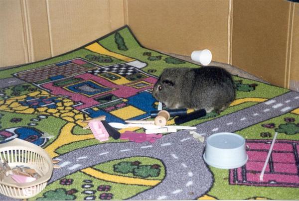 Sammy playing.  I used to block off an area for him with cardboard so he wouldn't chew up the furniture or get under things.  I bought him one of those kids play mats and he would 'putt' around on the 'roads'. ROFL  Some of the toys here he liked: Straws, clothespins, baby teething keys, empty thread spools, and plastic cups.