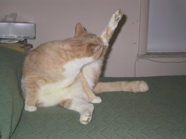 C.B. Licks His Leg