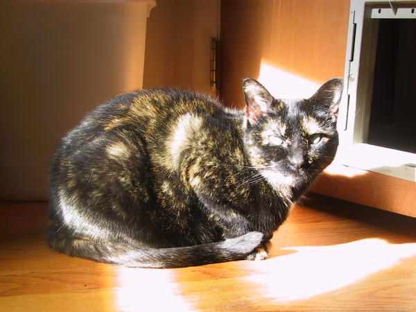 Serena Sunlit