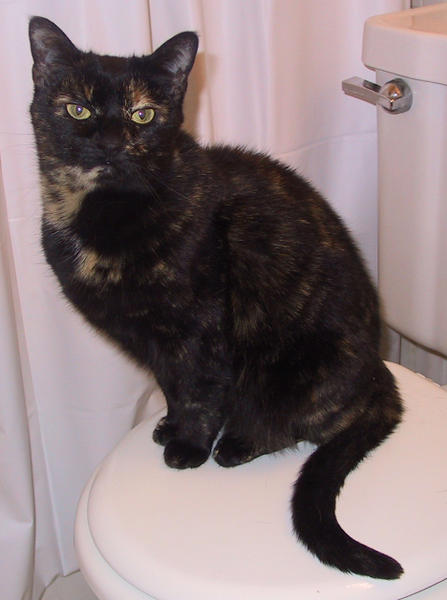 Serena in the Bathroom - I staged this to put up in the bathroom in a sign telling any visitor why they must close the toilet.