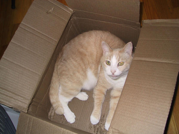 C.B. Enjoying a Box